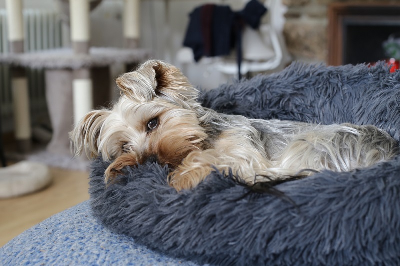 little cute dog laying in a comfy dog bed